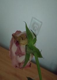 渣女的惩罚np
