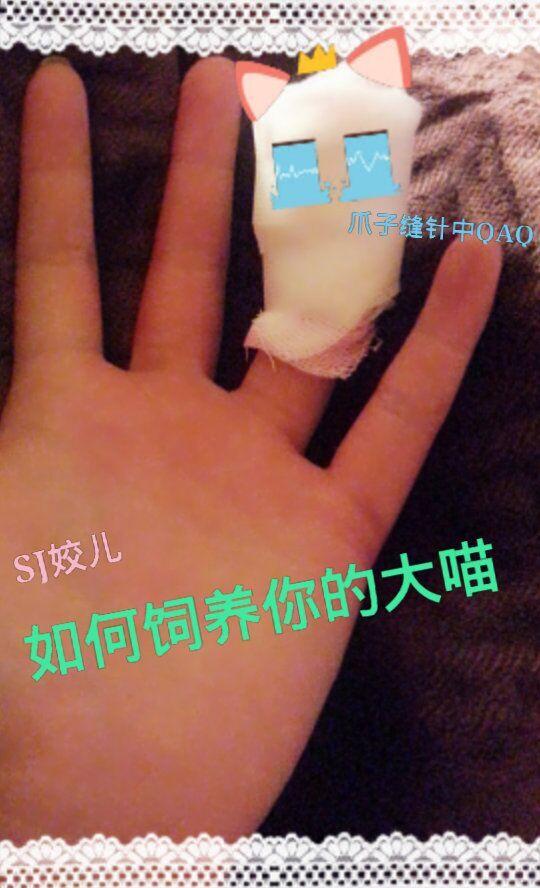 论如何饲养你的大喵作者sj姣儿